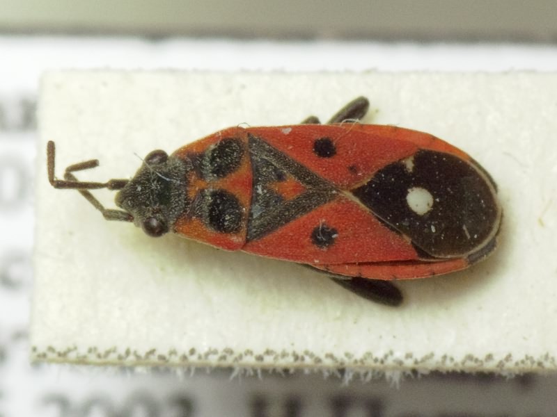 Melanocoryphus tristrami (Douglas & Scott, 1868)